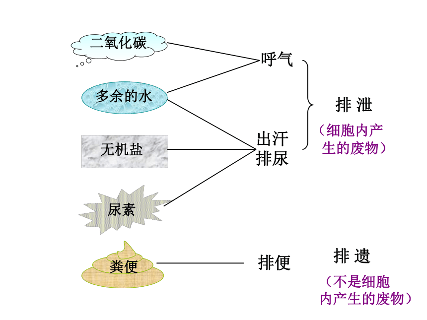 第四章  人体内废物的排出复习课件