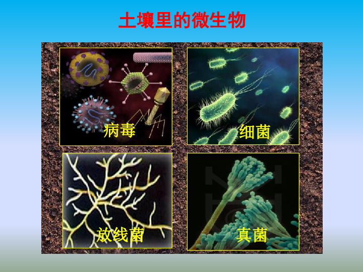 苏科版七年级下册生物5132土壤里的微生物课件共30张ppt