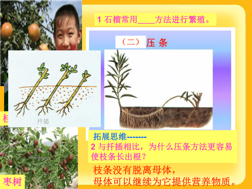 济南版八年级上册第四单元第一章第七节 植物的营养生殖课件（共31张PPT）