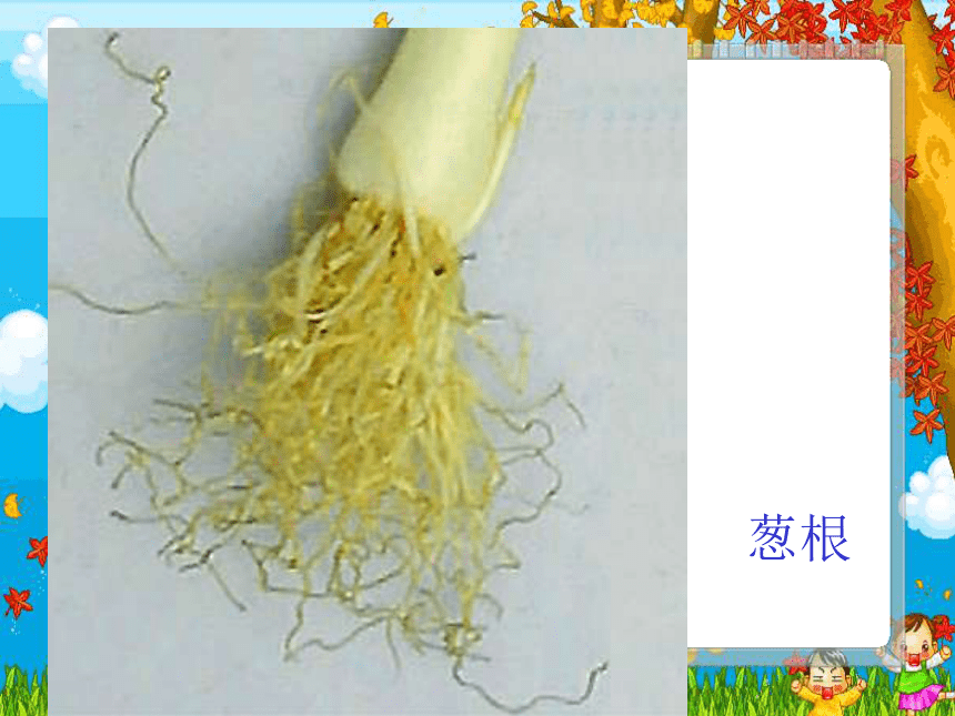 科学四年级上青岛版3.9植物的根课件(34张）