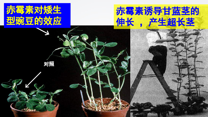 3.3 其他植物激素 人教版高中生物必修三课件(共28张PPT)