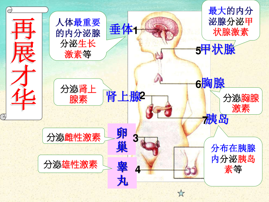 人体主要腺体分布图图片