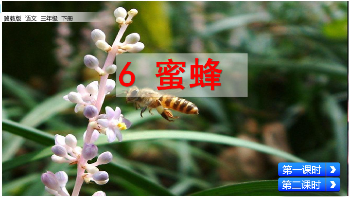 6 蜜蜂 课件（共51张PPT）