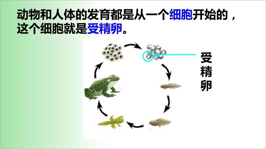 2021——2022学年人教版七年级生物上册2.2.2 动物体的结构层次 课件（19张PPT）