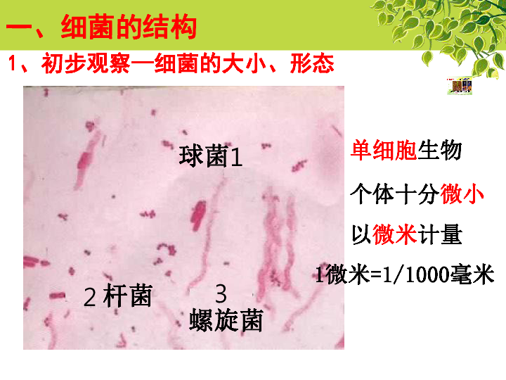 冀教版八上生物 5.1.1细菌 课件  (26张PPT)