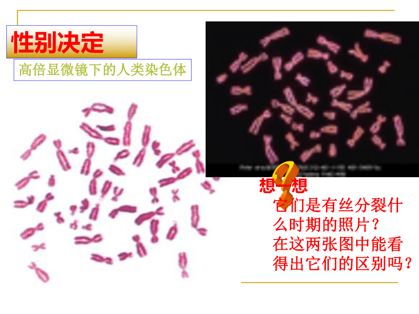 必修2_性染色体与伴性遗传