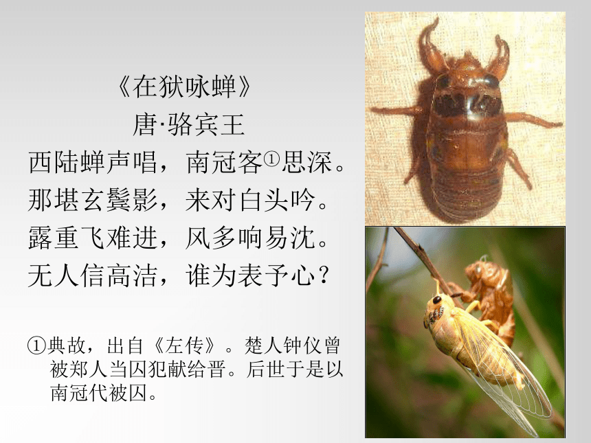 短文两篇（蝉、贝壳）