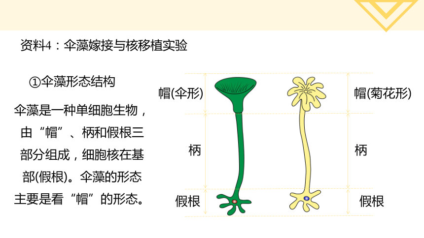 伞藻的结构图图片