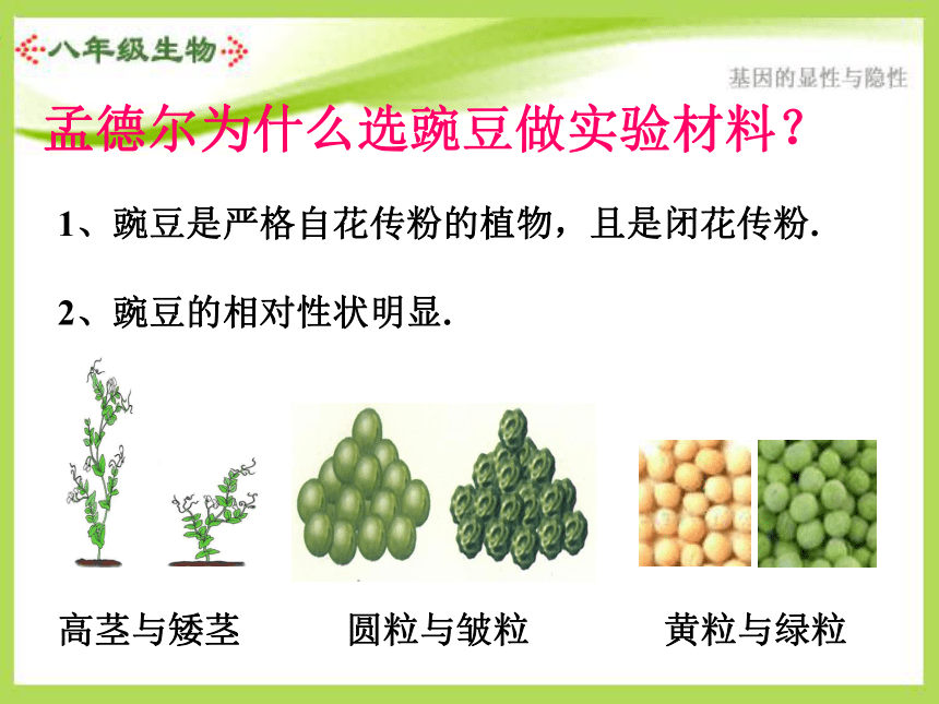 人教版八年级生物下册_第三节基因的显性和隐性 课件（共32张PPT）