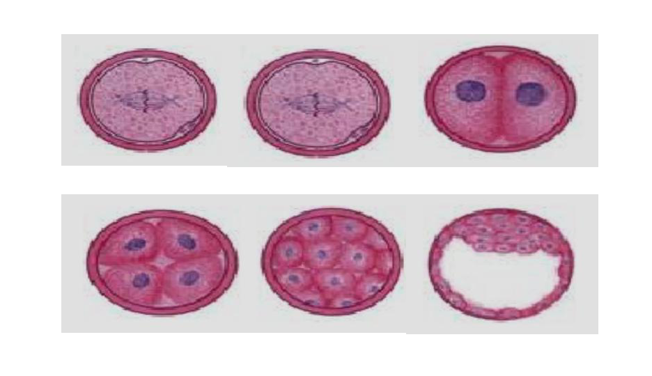 人教版生物必修1  6.2 细胞的分化（共28张ppt)