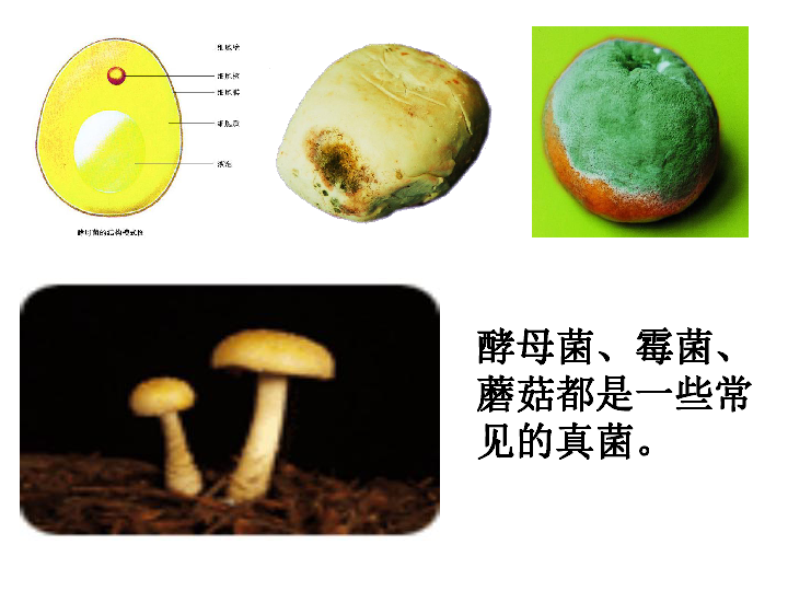 环境中生物的多样性第13章第二节土壤里的微生物(认识真菌 课件(28张