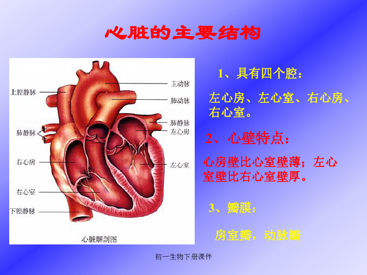 人教版七年级下册生物4．3输送血液的泵——心脏课件（共18张PPT）