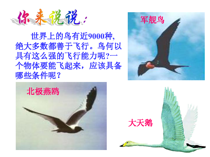 苏科版七下生物　12.1 鸟类 课件（共21张PPT）