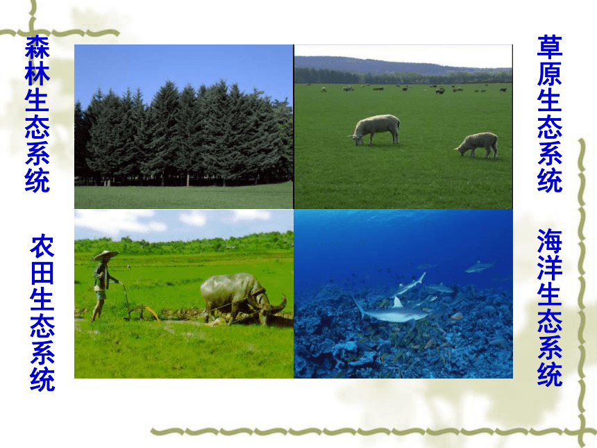 中图版生物必修3第一节《 生态系统的结构》课件