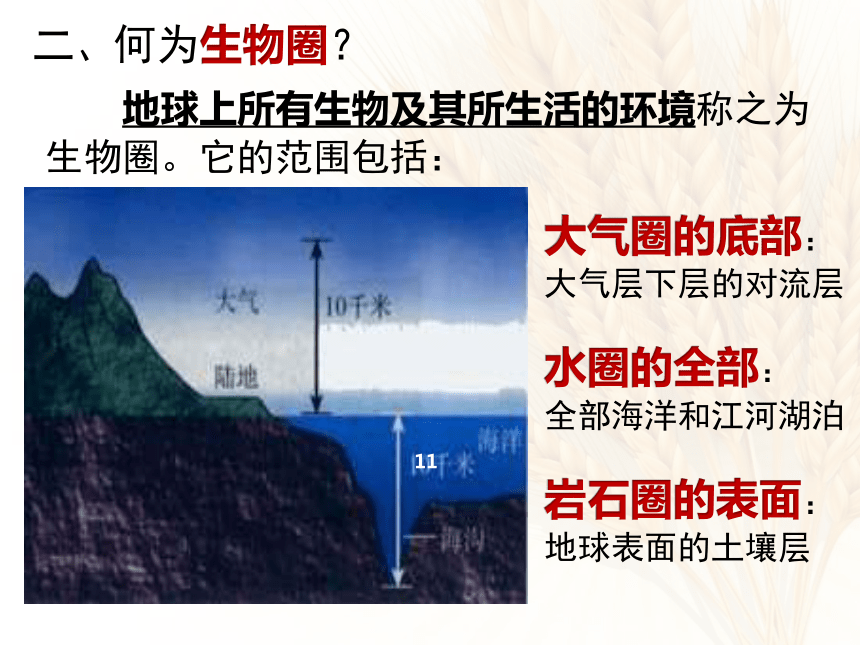 形形色色的生物 课件（共21张PPT）