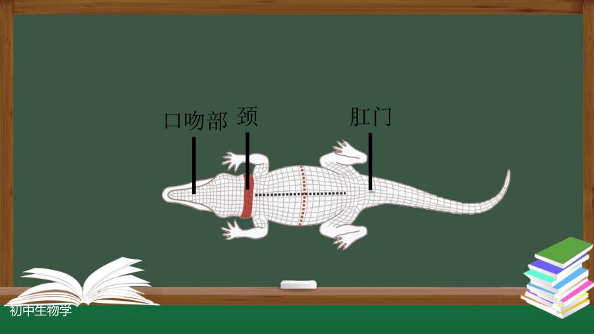 人教版八年级生物上册 5.1.5两栖动物和爬行动物(第二课时) 课件(共22张PPT)