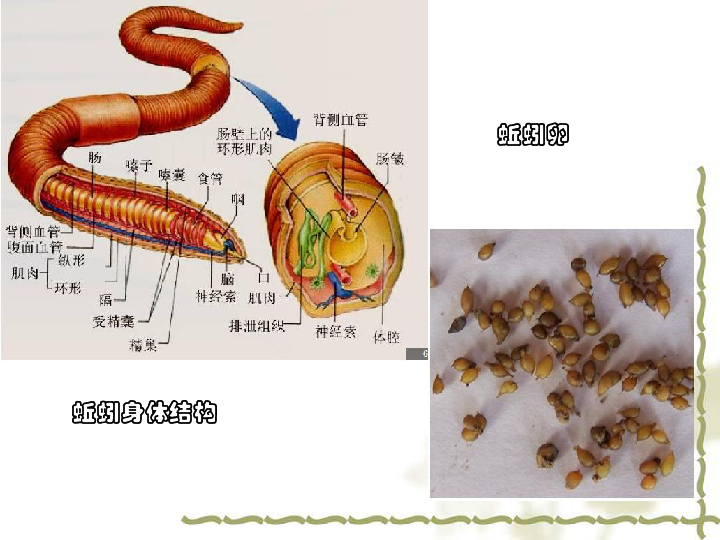 蚯蚓的横剖面图手绘图片