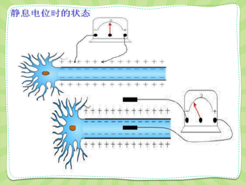 高中生物人教版必修3 第二章第1节通过神经系统的调节第2课时 课件（34PPT）