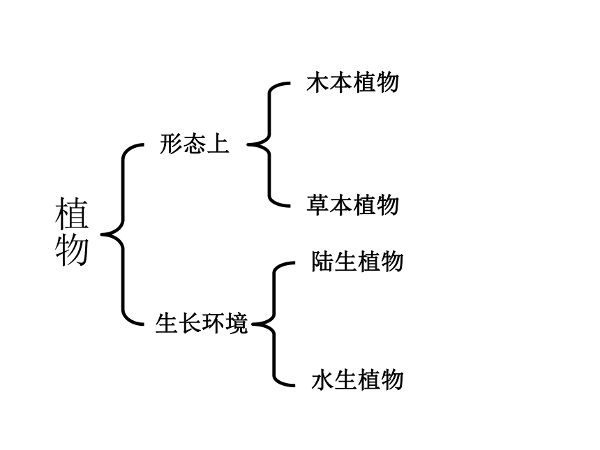 1.7植物有哪些相同特点 课件