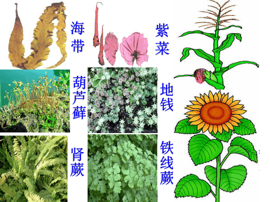 第一节  藻类、苔藓和蕨类植物课件