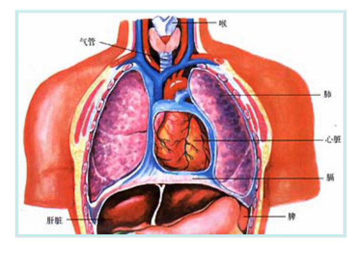 胸腔结构图图片