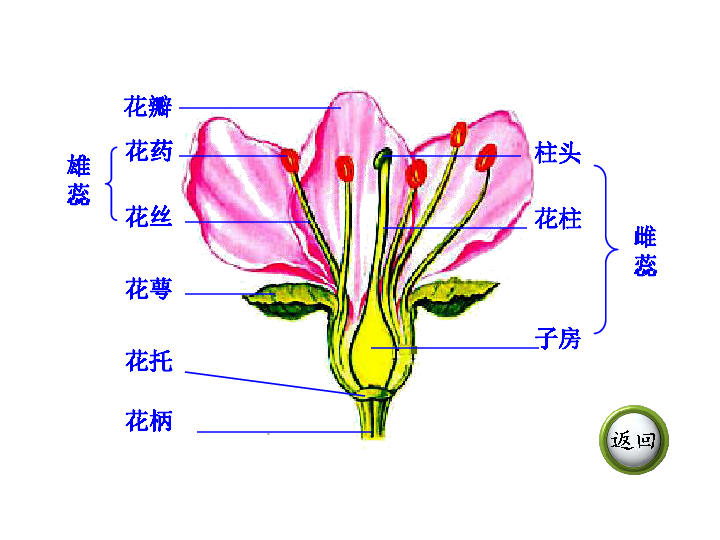 植株的结构示意图图片
