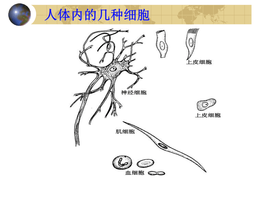 2017云南中考试题研究 生物 名师ppt 动物体的结构层次