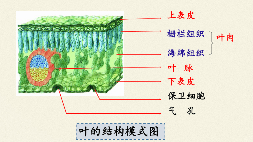 叶脉结构示意图图片