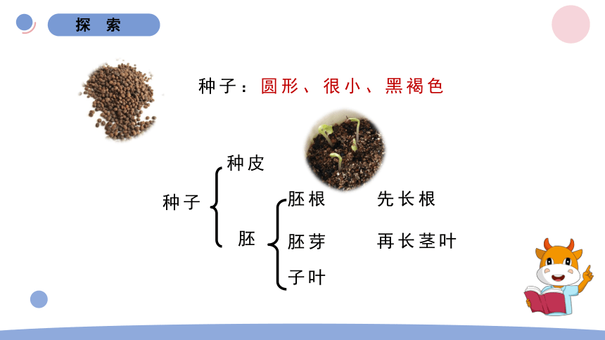 凤仙花的种子结构图片