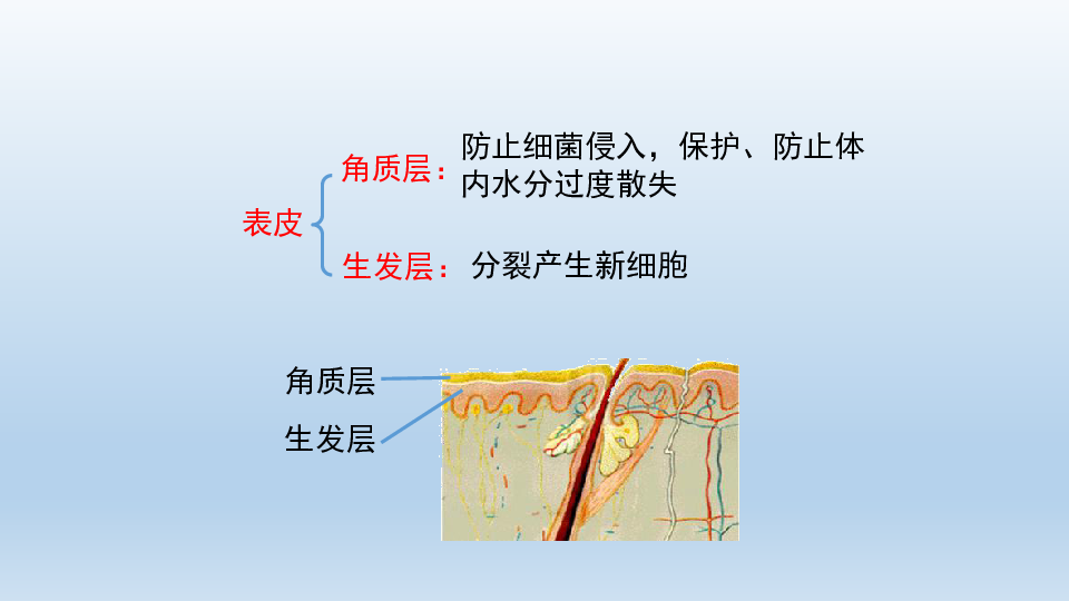 鲁科版（五四学制）七年级生物上册：5.2 汗液的形成和排出  课件（共20张PPT）