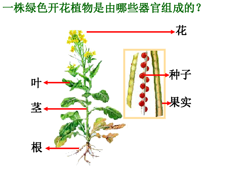 第三节 植物体的结构层次课件(18张ppt)