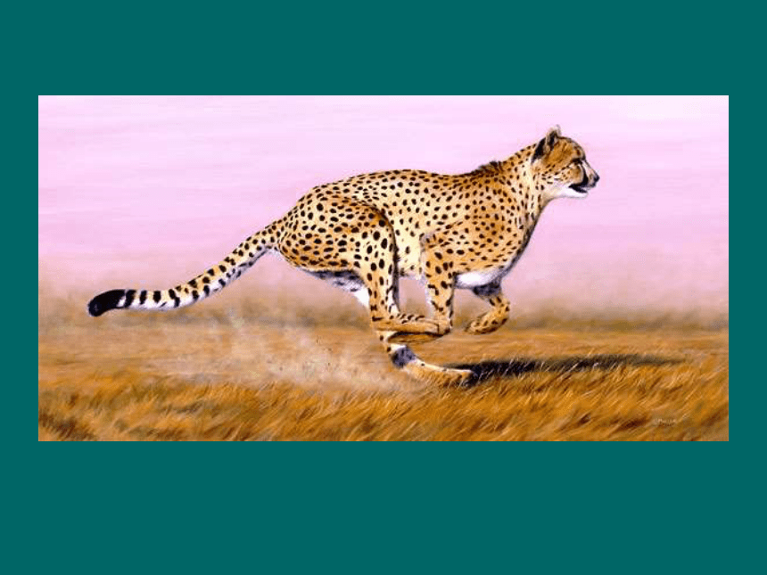 美术六年级上苏少版12运动的动物课件（42张幻灯片）