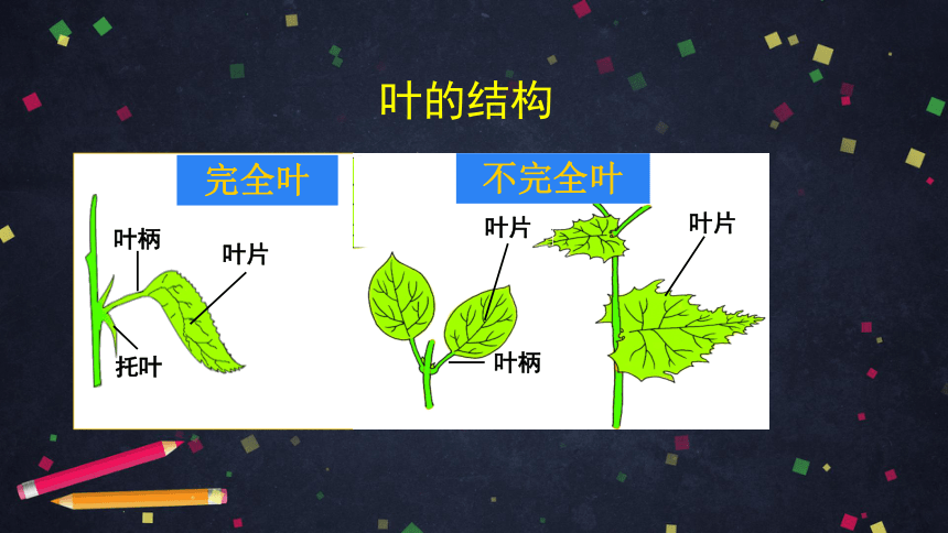 2021--2022学年北京版生物七年级上册4.2绿色植物的光合作用 --光合作用的主要器官是叶 课件（29张PPT）