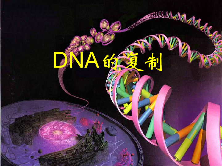 高中生物人教版必修二：3．3《DNA的复制》（共37张PPT）