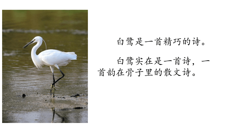 1 白鹭 课件