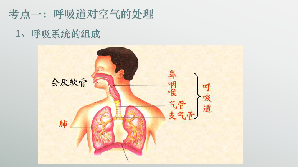 中考复习：专题　人体的呼吸 课件（43张ppt）
