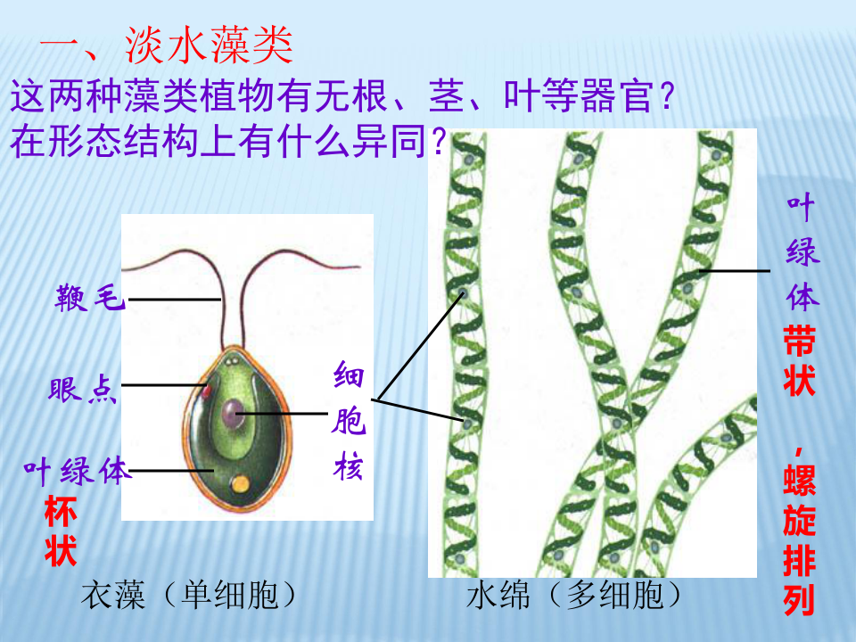 裸藻结构图片