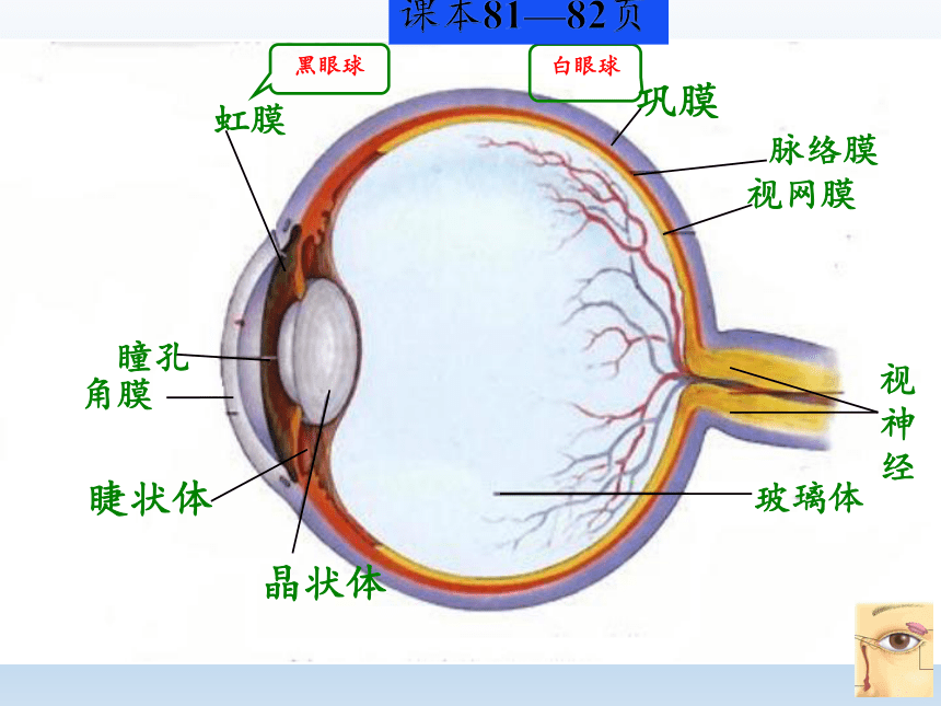 眼球结构图七下图片