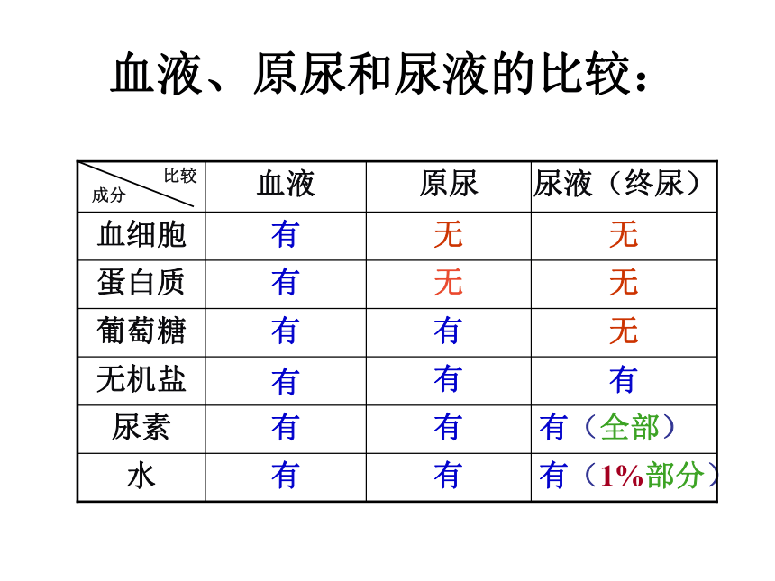 11.2 尿的形成与排出 课件