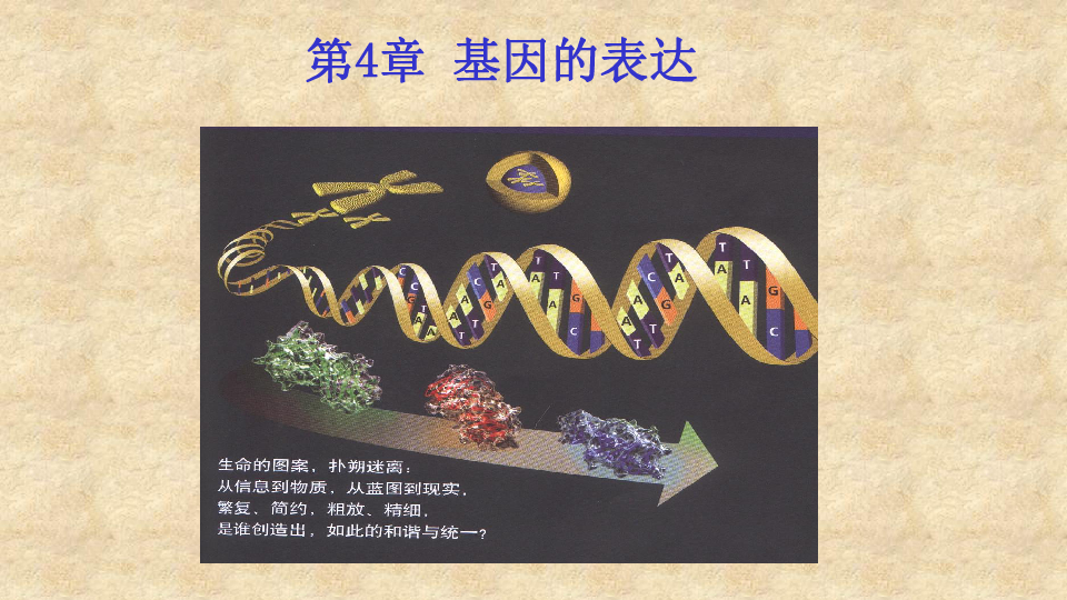 人教版必修2生物：4．1 基因指导蛋白质的合成 课件（共29张PPT）