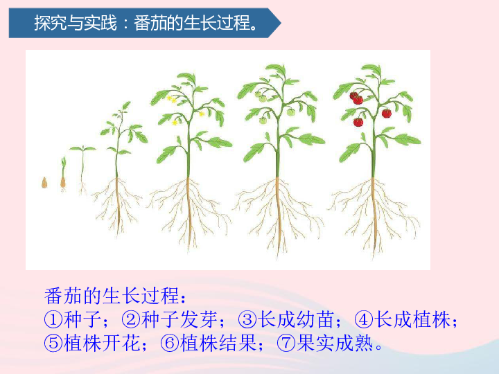 第五单元我们的产品15番茄与番茄酱课件青岛版六三制(共13张PPT)