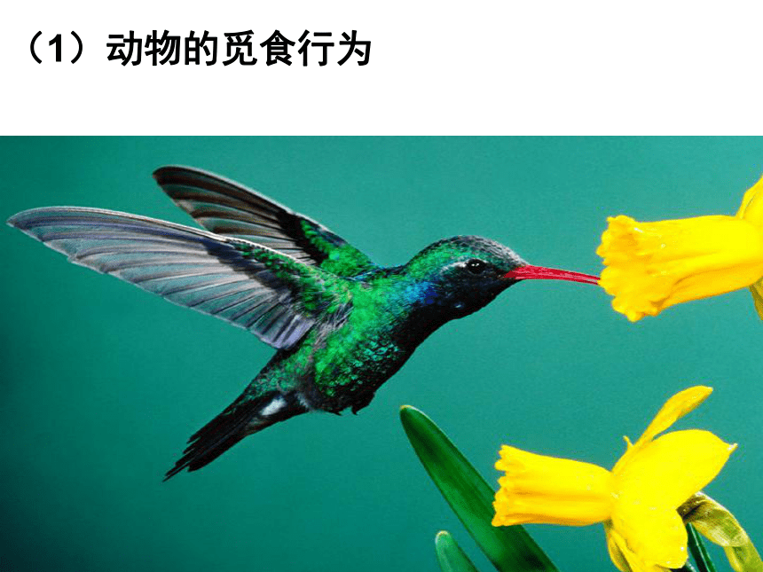 苏教版八上生物181动物行为的主要类型课件36张ppt