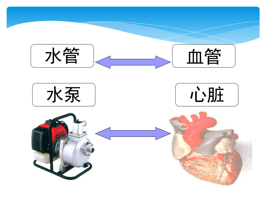 3 第1课 心脏的结构和功能 课件 2020-2021学年人教版生物七年级下册