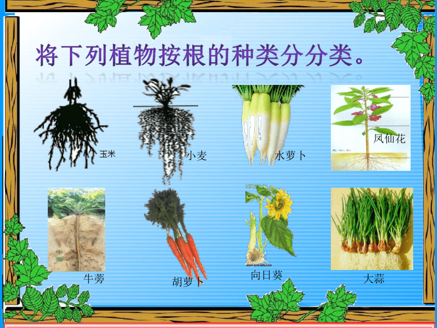 4 植物的根 课件