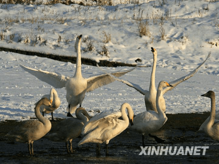 （北京版）一年级语文下册课件 天鹅 1