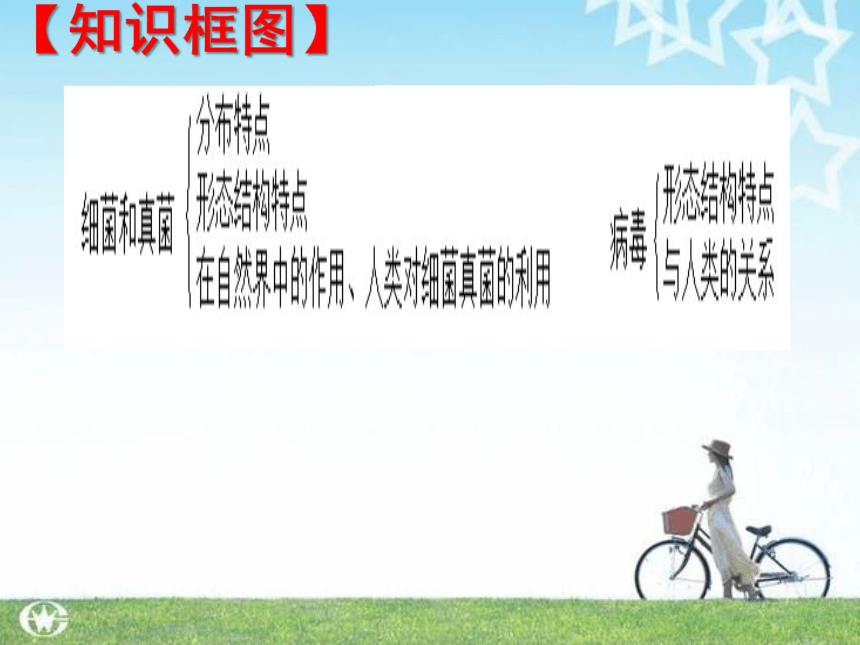 2017-2018学年生物中考《细菌、真菌和病毒》复习学案课件(共28张PPT)