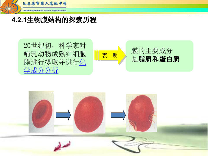 北师大版高中生物必修一第三章第一节 细胞膜的结构（共21张PPT）