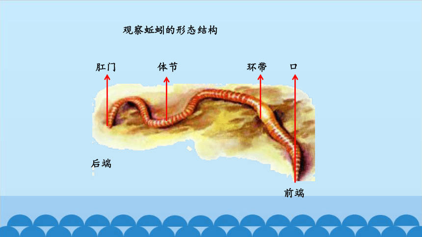 蚯蚓身体结构图片