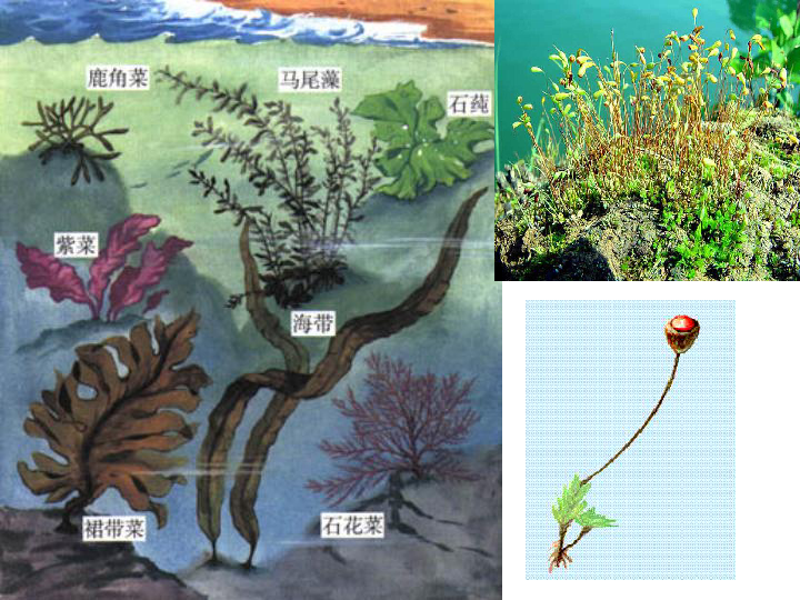 第一节 藻类、苔藓和蕨类植物课件（21张PPT）