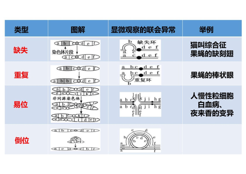 染色体变异类型图解图片